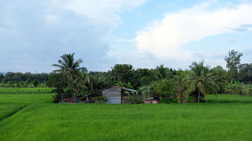 Scenic view of agricultural field against sky