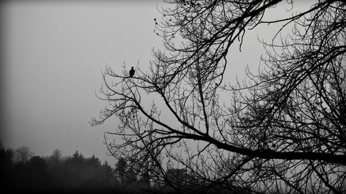 Low angle view of silhouette bare tree against sky