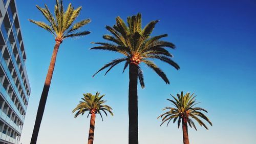 Low angle view of palm trees against blue sky