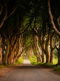 Empty road along trees