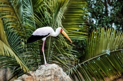 Close-up of bird perching on rock