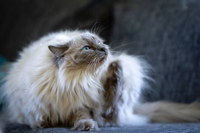 Close-up of cat  scratching chin