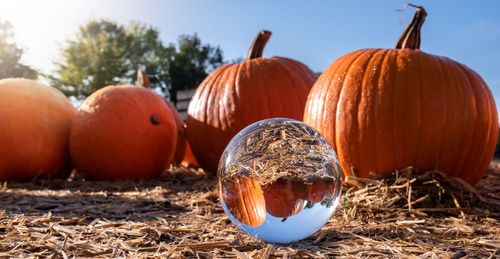 Glass sphere with pumpkins and sky background, fall harvest composition
