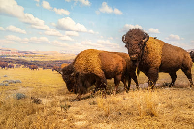 American bison diorama in hall of north american mammals in american museum of natural history, nyc