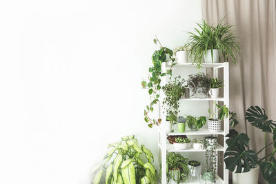 Close-up of potted plant against white background