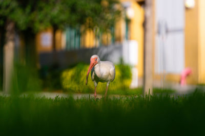 Close-up of bird on field