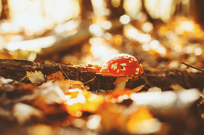 Close-up of fly agaric mushroom