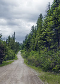 Road amidst trees in forest against sky