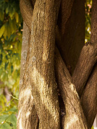 Close-up of tree trunk