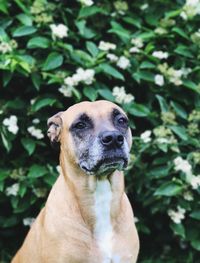 Close-up portrait of a dog