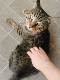 Portrait of cat on hand