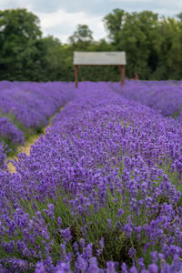 Close-up of purple flowering plants on field