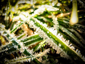 Close-up of frosted grass