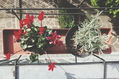 Potted plants in the dark