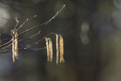 Close-up of frost on twig