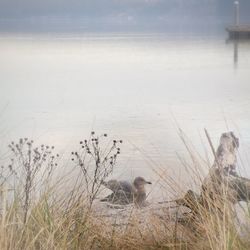 Dog on beach against sea