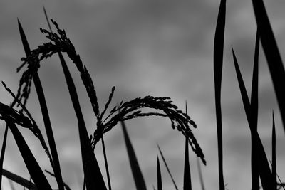 Close-up of stalks against sky