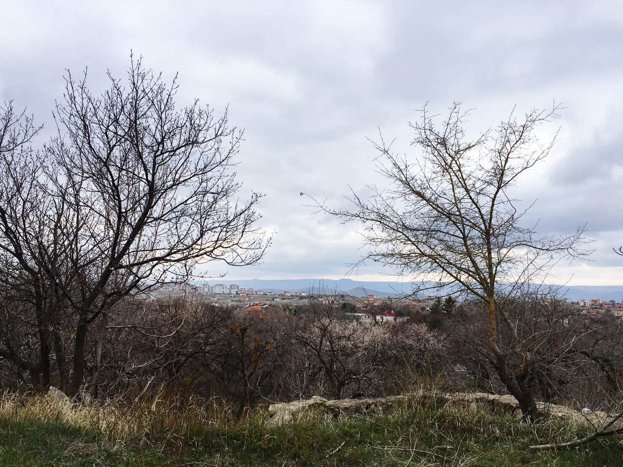 nature, plant, tree, sky, cloud, bare tree, grass, environment, rural area, landscape, land, no people, scenics - nature, beauty in nature, tranquility, hill, branch, outdoors, tranquil scene, non-urban scene, flower, winter, day, travel destinations, field, tourism, autumn