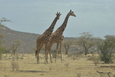 Side view of giraffe standing on field against sky