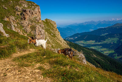 Goats grazing in the dolomites