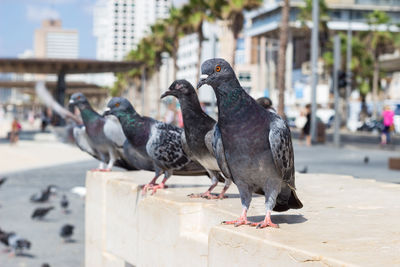 Pigeons perching