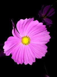 Close-up of pink cosmos flower against black background