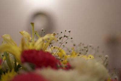 Close-up of yellow flowering plant