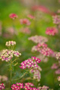 Close-up of pink flowering plants on field