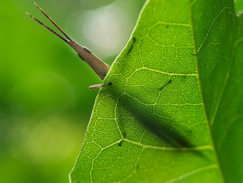 Close-up of insect on leaf