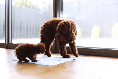 Dog standing by window at home