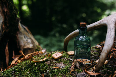 Glass bottles are filled with magic ingredients, potion. mysterious forest.