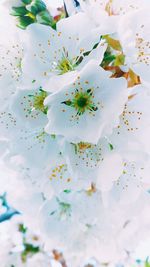 Close-up of white flowers