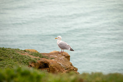 Seagull perching on rock by sea