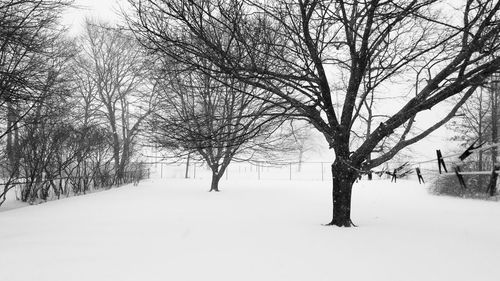 Bare trees on snow covered landscape