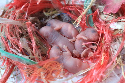 High angle view of birds in nest