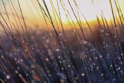 Close-up of wet plants during sunset