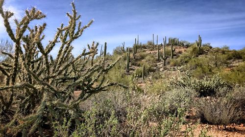 Close-up of tree against sky