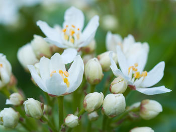 Close-up of white flowering plants