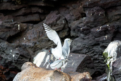 Close-up of swallow-tailed gull mating on rocks