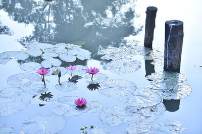 Close-up of pink flowers on table in lake