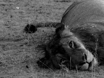 Portrait of lioness relaxing on field