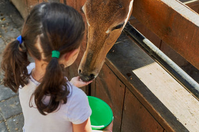 A little girl is feeding an antelope or another type of wild ungulate