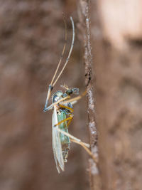 Close-up of insect on leaf