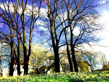 Low angle view of bare trees on grassy field