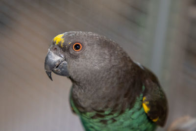 Close-up of parrot