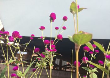 Close-up of pink flowers