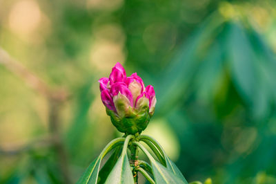 Close-up of pink flowers