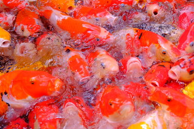 Close-up of koi carps swimming in water