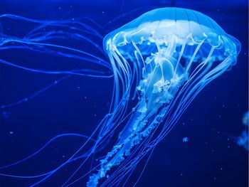 Jellyfish swimming in sea