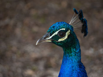 Close-up of a peacock